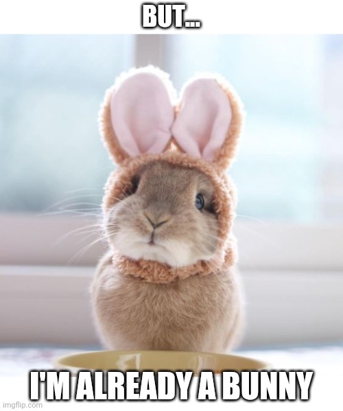 BUNNY HAS 4 EARS | BUT... I'M ALREADY A BUNNY | image tagged in bunny,rabbit | made w/ Imgflip meme maker