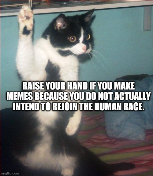 damaged beyond repair | RAISE YOUR HAND IF YOU MAKE MEMES BECAUSE YOU DO NOT ACTUALLY INTEND TO REJOIN THE HUMAN RACE. | image tagged in question cat | made w/ Imgflip meme maker