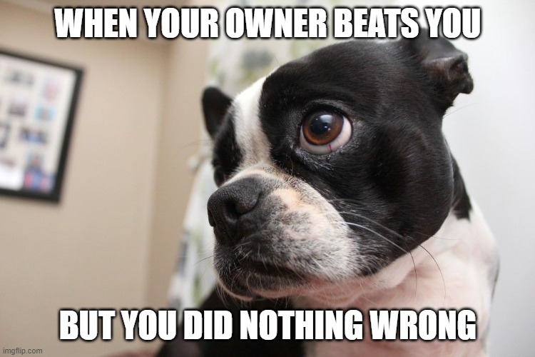 Animal Cruelty | WHEN YOUR OWNER BEATS YOU; BUT YOU DID NOTHING WRONG | image tagged in sad dog | made w/ Imgflip meme maker
