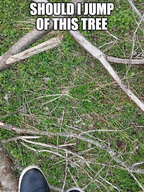 Im guessing everyone is going to say yes- | SHOULD I JUMP OF THIS TREE | made w/ Imgflip meme maker