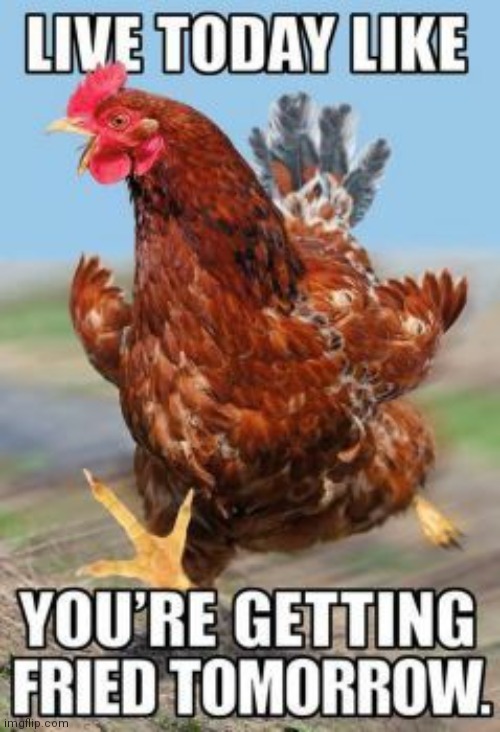 image tagged in lol so funny,chicken | made w/ Imgflip meme maker