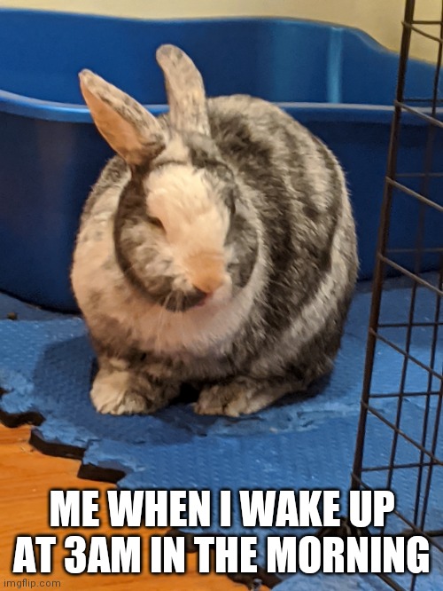 confused bunny Memes & GIFs - Imgflip