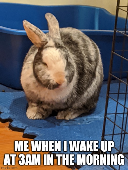 why do I wake up at 3am in the morning... | ME WHEN I WAKE UP AT 3AM IN THE MORNING | image tagged in confused bunny,funny,memes | made w/ Imgflip meme maker