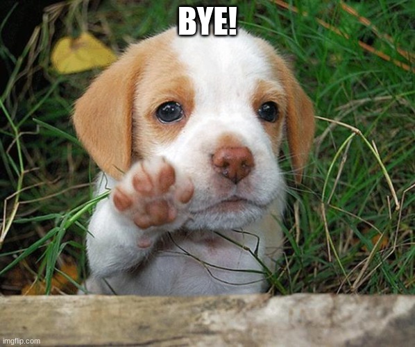 dog puppy bye | BYE! | image tagged in dog puppy bye | made w/ Imgflip meme maker