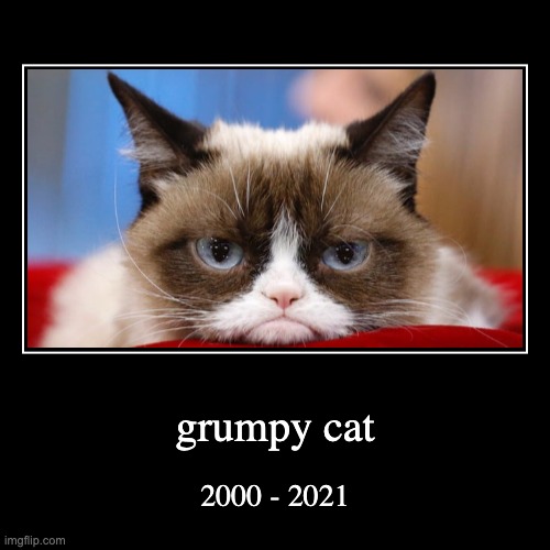 grumpy cat | image tagged in funny,memes,grumpy cat,grumpy | made w/ Imgflip demotivational maker