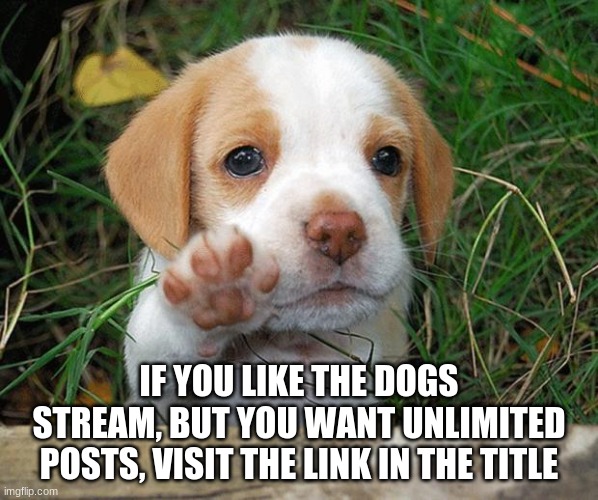 https://imgflip.com/m/Dogs-2 | IF YOU LIKE THE DOGS STREAM, BUT YOU WANT UNLIMITED POSTS, VISIT THE LINK IN THE TITLE | image tagged in dog puppy bye | made w/ Imgflip meme maker