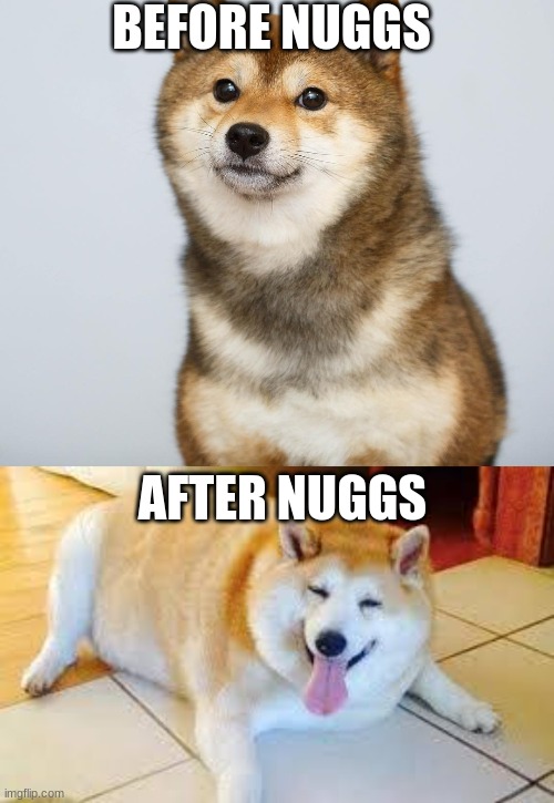 Before, after | BEFORE NUGGS; AFTER NUGGS | image tagged in shiba inu,thicc doggo | made w/ Imgflip meme maker