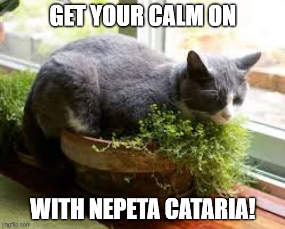 Get your calm on | GET YOUR CALM ON; WITH NEPETA CATARIA! | image tagged in plants | made w/ Imgflip meme maker