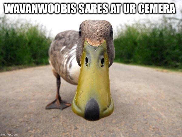 Duck | WAVANWOOBIS SARES AT UR CEMERA | image tagged in duck | made w/ Imgflip meme maker