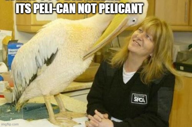 I see what you did there Pelican | ITS PELI-CAN NOT PELICANT | image tagged in i see what you did there pelican | made w/ Imgflip meme maker