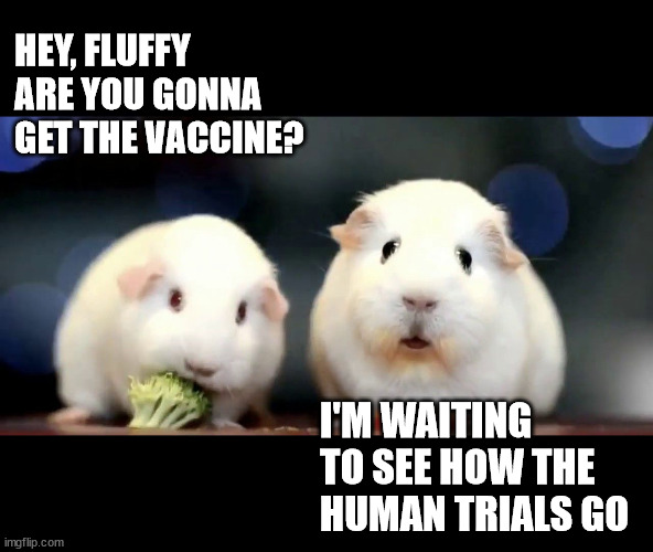 human guinea pigs | HEY, FLUFFY ARE YOU GONNA GET THE VACCINE? I'M WAITING TO SEE HOW THE HUMAN TRIALS GO | image tagged in existential guinea pig,covid-19,vaccines,commoncold-19 | made w/ Imgflip meme maker