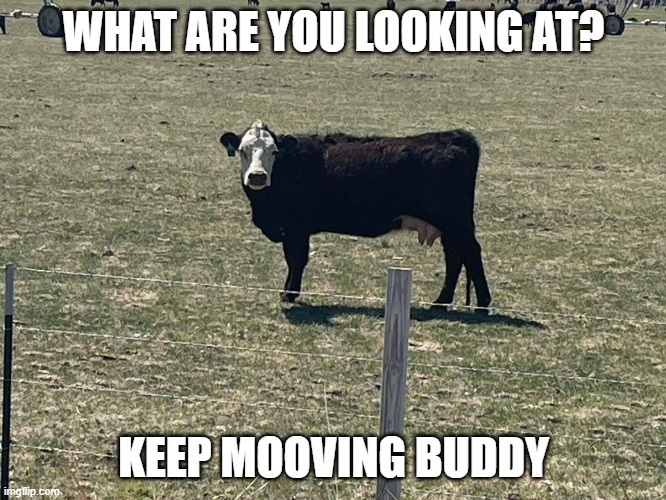keep mooving | WHAT ARE YOU LOOKING AT? KEEP MOOVING BUDDY | image tagged in fun,funny animals | made w/ Imgflip meme maker