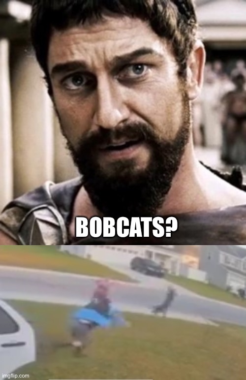 When in doubt ... throw it about | BOBCATS? | image tagged in bobcat,bobcat attack,funny,memes | made w/ Imgflip meme maker