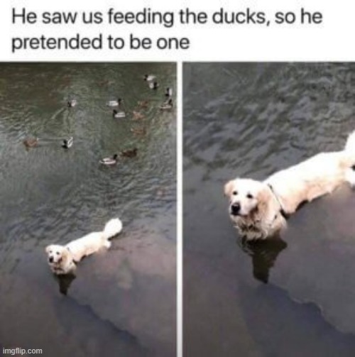 Awww | image tagged in so cute,memes,funny | made w/ Imgflip meme maker