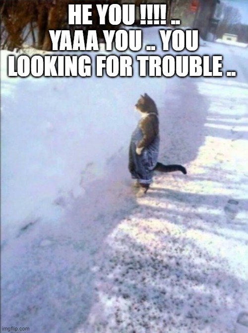 trouble | HE YOU !!!! .. YAAA YOU .. YOU LOOKING FOR TROUBLE .. | image tagged in cat in snow | made w/ Imgflip meme maker