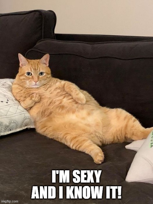 I'M SEXY AND I KNOW IT! | image tagged in sexy cat | made w/ Imgflip meme maker