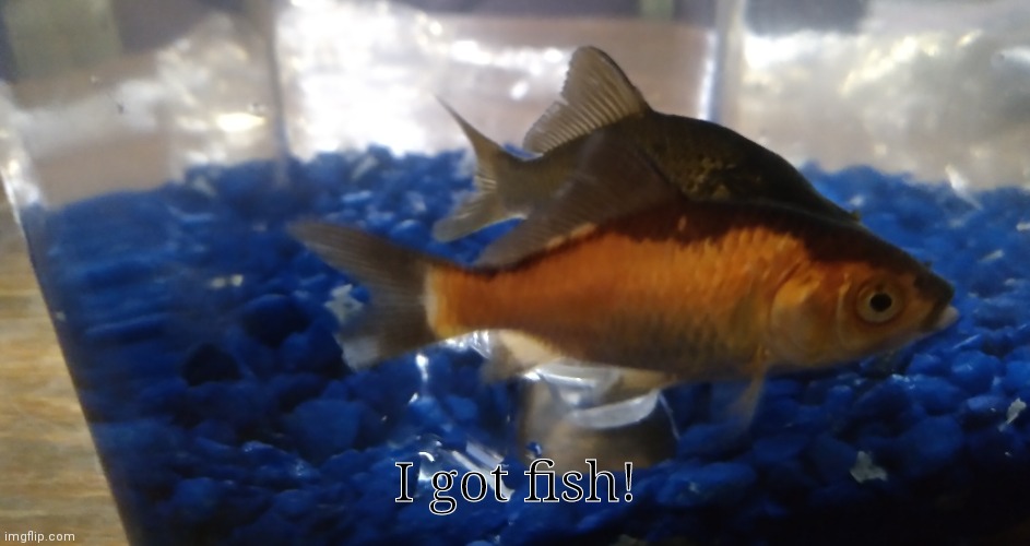 Yeet | I got fish! | image tagged in yeet | made w/ Imgflip meme maker