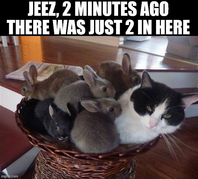 JEEZ, 2 MINUTES AGO THERE WAS JUST 2 IN HERE | image tagged in bunnies | made w/ Imgflip meme maker