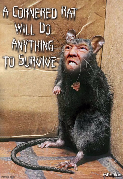 The Little Squeaker from Mar-A-Lago | image tagged in little squeaks from mar-a-lago,traitor,treason,the big lie,russian collusion,cage the rat | made w/ Imgflip meme maker