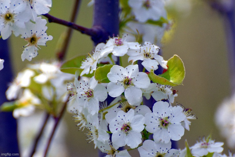 pear blossom's | made w/ Imgflip meme maker