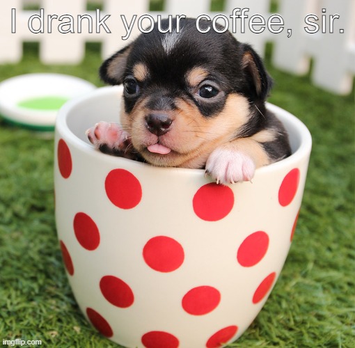 Cute puppy goes inside a cup and drinks coffee | I drank your coffee, sir. | image tagged in puppy in a cup,dog,cute puppy,puppy,cup | made w/ Imgflip meme maker