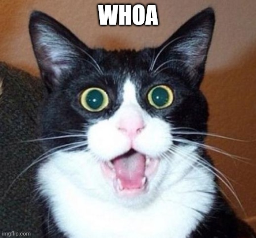 Surprised cat lol | WHOA | image tagged in surprised cat lol | made w/ Imgflip meme maker