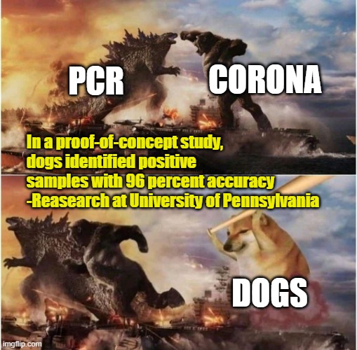 Kong Godzilla Doge | CORONA; PCR; In a proof-of-concept study, dogs identified positive samples with 96 percent accuracy
-Reasearch at University of Pennsylvania; DOGS | image tagged in kong godzilla doge | made w/ Imgflip meme maker