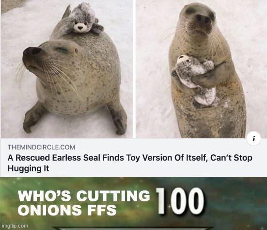 stop and read these words for a sec :) | image tagged in funny,animals,nature,seals,fun | made w/ Imgflip meme maker