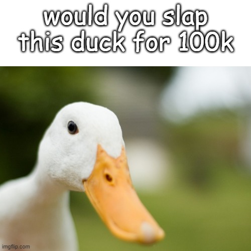 no | would you slap this duck for 100k | image tagged in memes about memes,would you rather | made w/ Imgflip meme maker