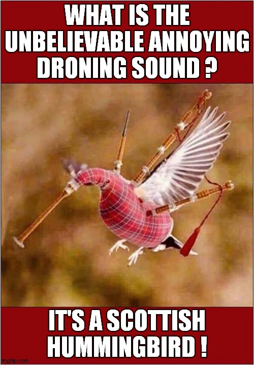 A Strange Beastie ? | WHAT IS THE UNBELIEVABLE ANNOYING DRONING SOUND ? IT'S A SCOTTISH HUMMINGBIRD ! | image tagged in annoying,drone,scottish | made w/ Imgflip meme maker