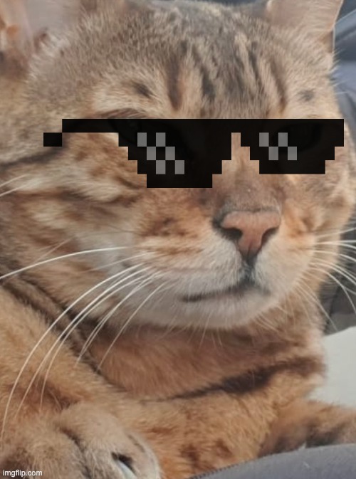 I'M THE BOSS | image tagged in cats | made w/ Imgflip meme maker