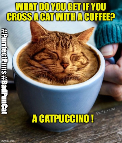 Bad Pun Cat | WHAT DO YOU GET IF YOU CROSS A CAT WITH A COFFEE? #PurrfectPuns #BadPunCat; A CATPUCCINO ! | image tagged in bad pun cat,bad puns,puns | made w/ Imgflip meme maker