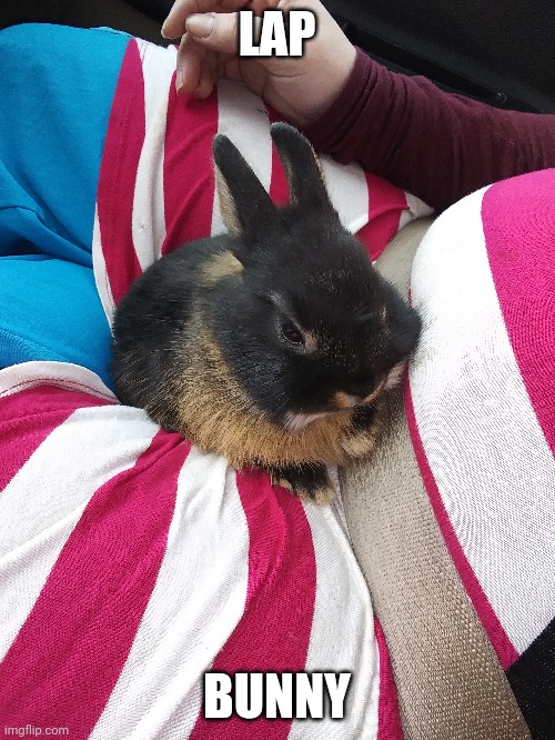 GOING FOR A CAR RIDE | LAP; BUNNY | image tagged in bunnies,rabbits,bunny | made w/ Imgflip meme maker