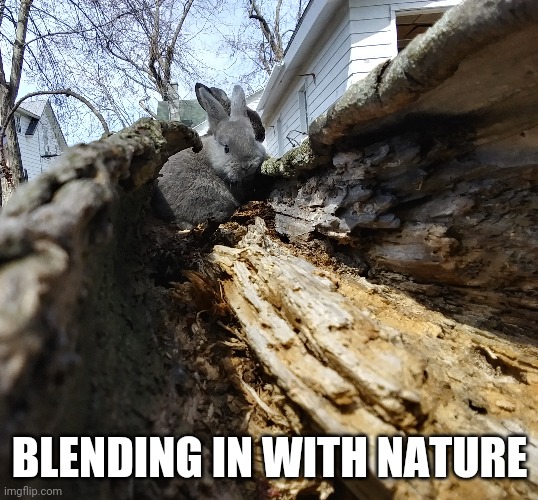 NATURE BUNNY | BLENDING IN WITH NATURE | image tagged in bunny,rabbit,bunnies | made w/ Imgflip meme maker