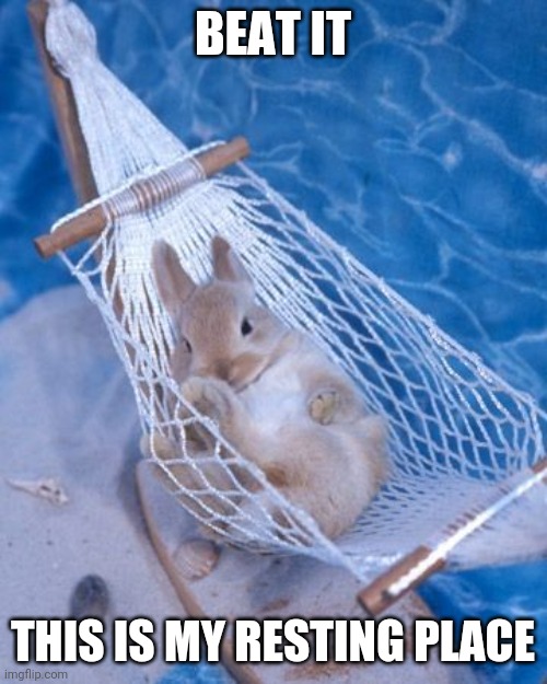 BUNNY HAMMOCK | BEAT IT; THIS IS MY RESTING PLACE | image tagged in bunny,rabbit,bunnies | made w/ Imgflip meme maker