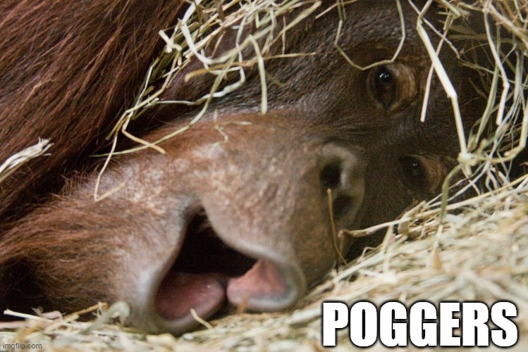 Orangutan Poggers | POGGERS | image tagged in pog,poggers,orangutan | made w/ Imgflip meme maker
