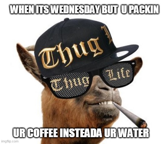 Hump Day Thug Life | WHEN ITS WEDNESDAY BUT  U PACKIN; UR COFFEE INSTEADA UR WATER | image tagged in hump day,camel,coffee | made w/ Imgflip meme maker