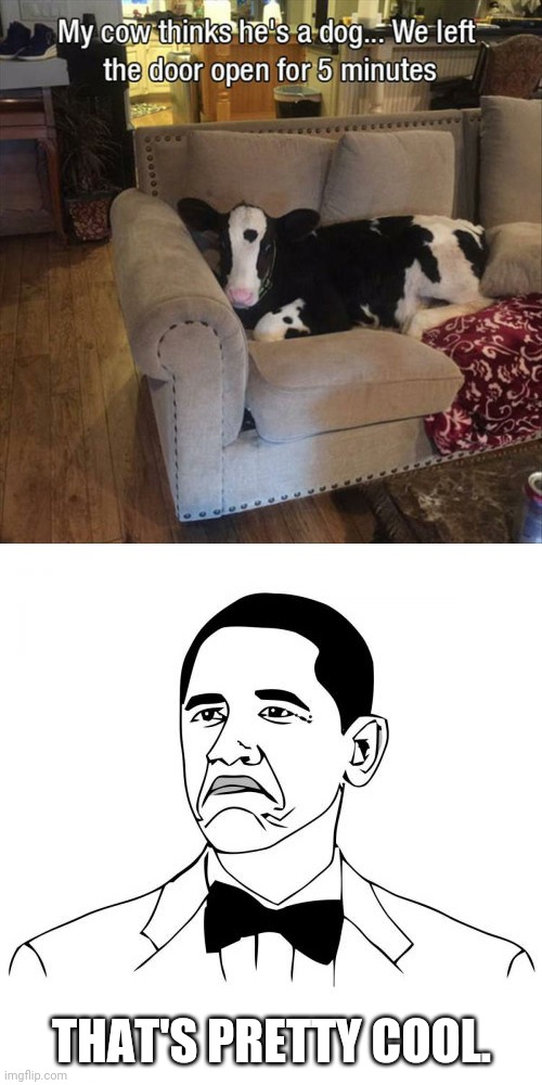 Not Bad Obama | THAT'S PRETTY COOL. | image tagged in memes,not bad obama,dogs,funny,cows | made w/ Imgflip meme maker