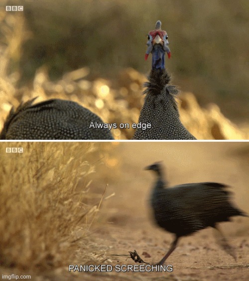 Lmao I don't know | made w/ Imgflip meme maker