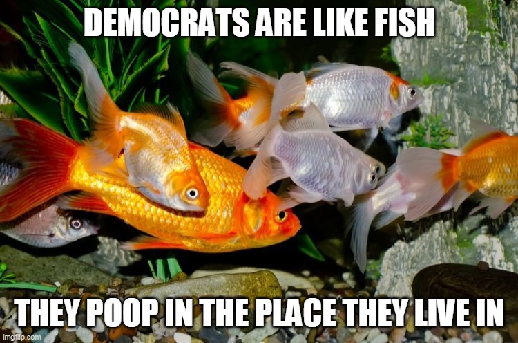 My country is NOT your toilet | DEMOCRATS ARE LIKE FISH; THEY POOP IN THE PLACE THEY LIVE IN | image tagged in fish | made w/ Imgflip meme maker