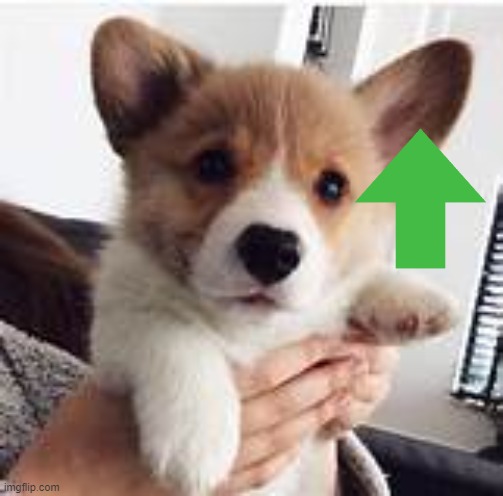 cute corgi | image tagged in cute corgi | made w/ Imgflip meme maker