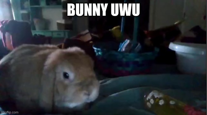BUNNY UWU | image tagged in bunny | made w/ Imgflip meme maker