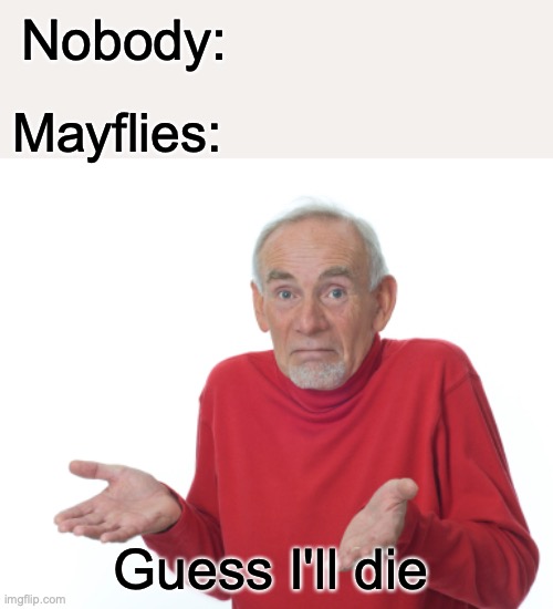 Guess I'll die  | Nobody:; Mayflies:; Guess I'll die | image tagged in guess i'll die | made w/ Imgflip meme maker