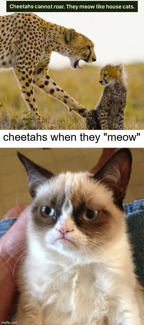 cheetahs meow, they don't roar | cheetahs when they "meow" | image tagged in memes,grumpy cat | made w/ Imgflip meme maker