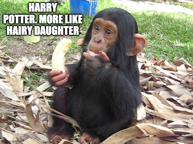 harry potter. more like hairy daughter | HARRY POTTER. MORE LIKE HAIRY DAUGHTER | image tagged in monkey | made w/ Imgflip meme maker
