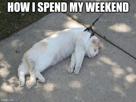 HOW I SPEND MY WEEKEND | image tagged in lazy cat | made w/ Imgflip meme maker