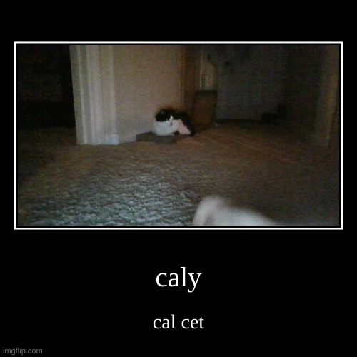 my cat | image tagged in funny,demotivationals | made w/ Imgflip demotivational maker