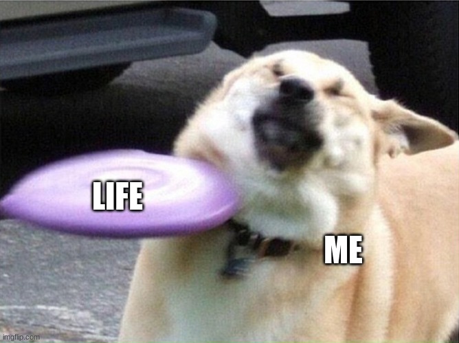Dog hit by frisbee | LIFE; ME | image tagged in dog hit by frisbee | made w/ Imgflip meme maker