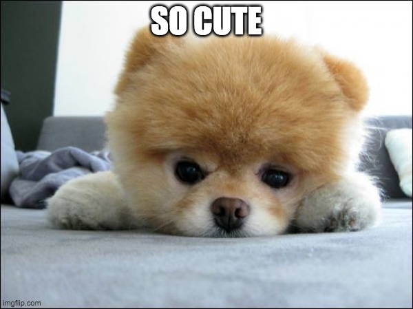 Adorable | SO CUTE | image tagged in adorable | made w/ Imgflip meme maker