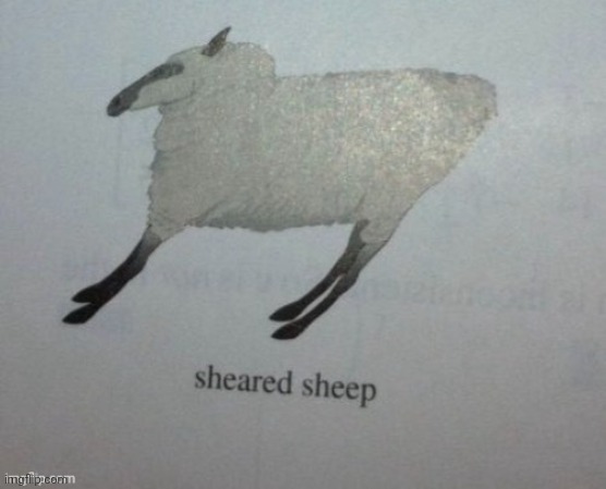 Sheared sheep | made w/ Imgflip meme maker